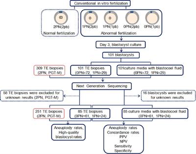 The aneuploidy testing of blastocysts developing from 0PN and 1PN zygotes in conventional IVF through TE-biopsy PGT-A and minimally invasive PGT-A